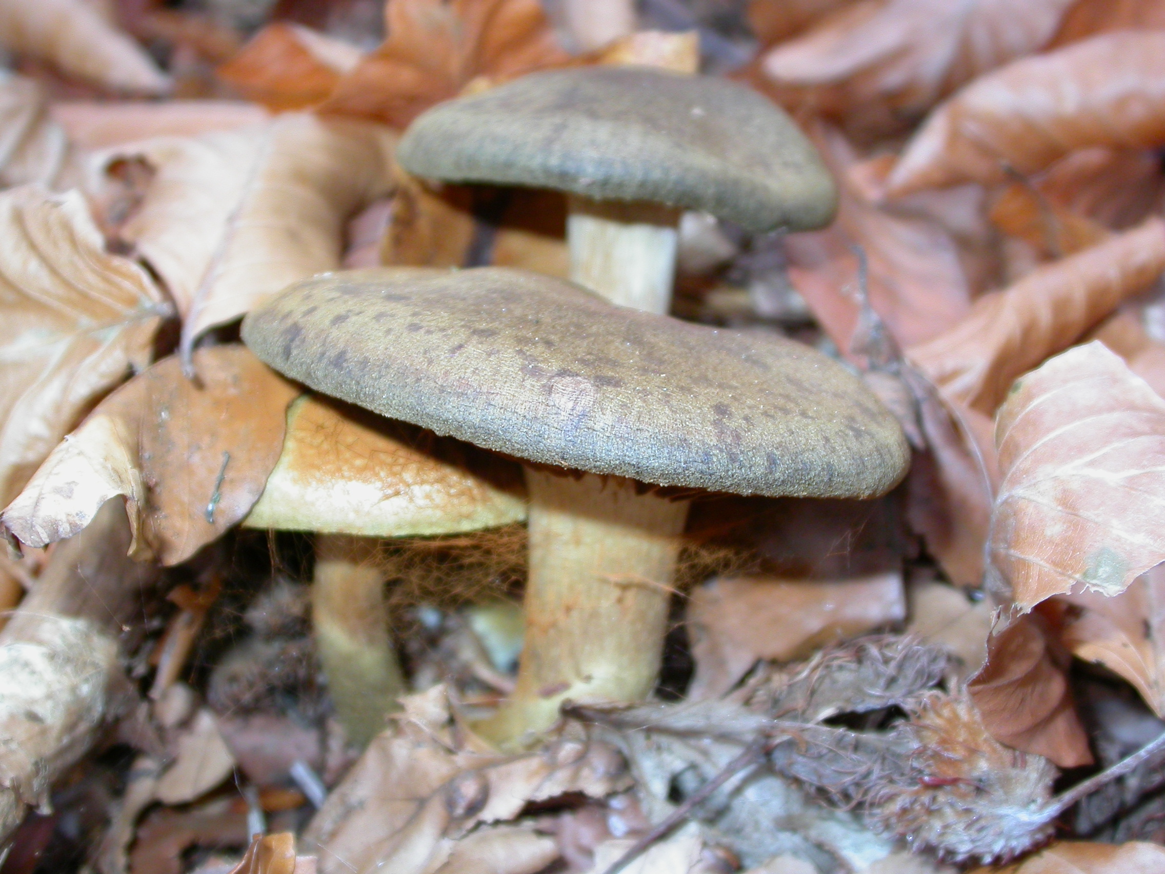 Kıvırcık Şapka Mantarı - Cortinarius caperatus